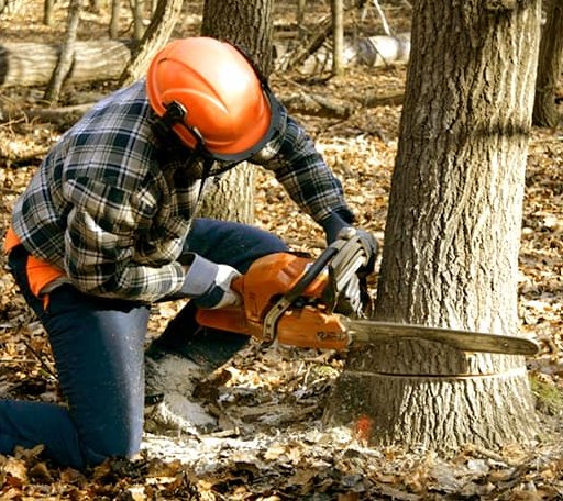Tree Removal in Montgomery, LA